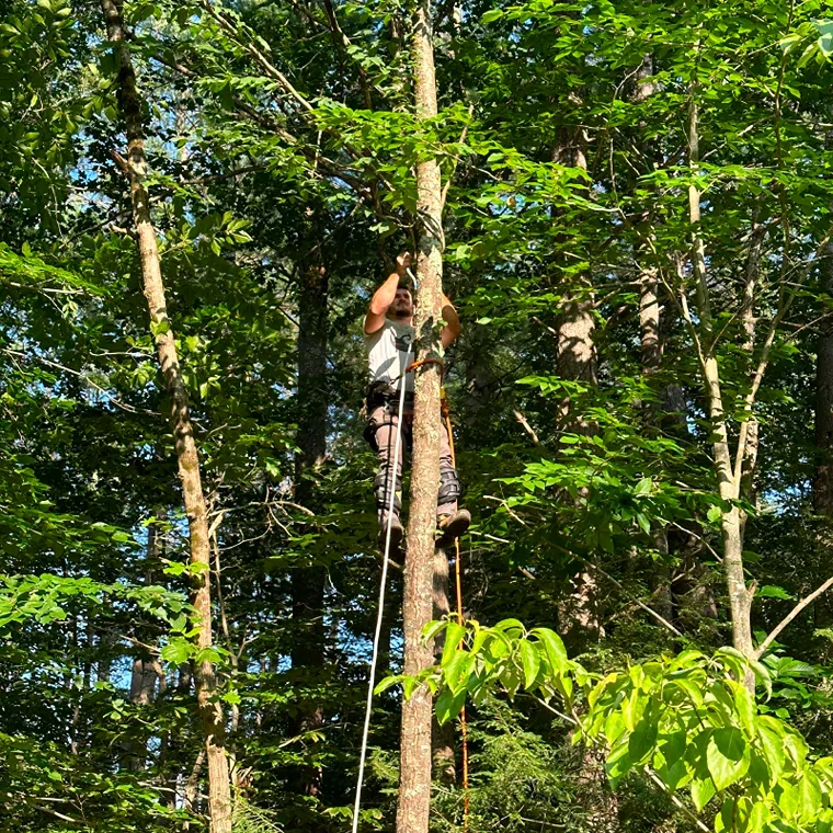 Tree Services
